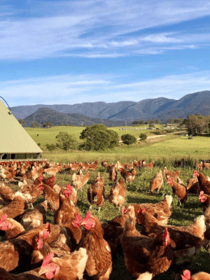 Bega Valley Eggs pasture picture