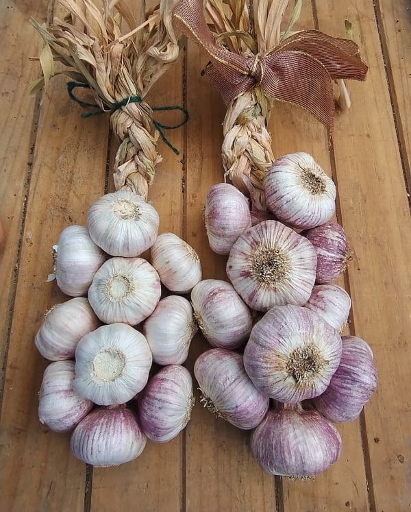 Georgie's Garlic Braids