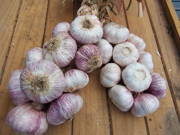 Georgie's Garlic Braids