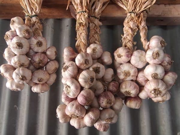 Georgie's Garlic Braids