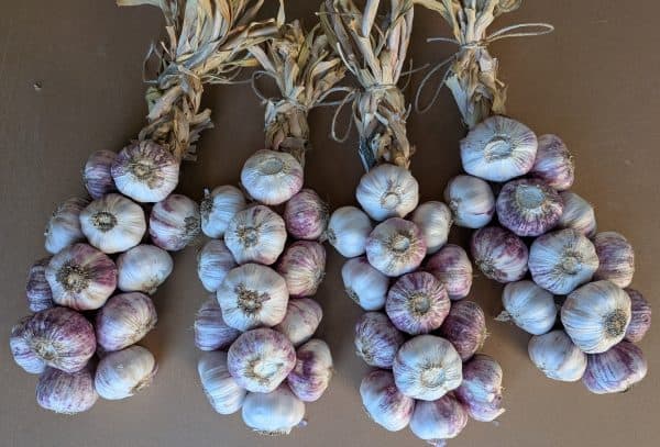Garlic braids