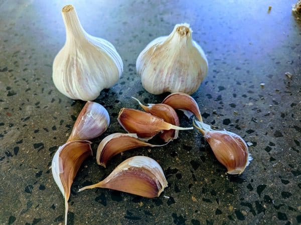 Australian Chemical-Free Standard Purple Stripe Garlic Seed Clove Pack - Dunganski