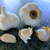 Italian Late Artichoke Chemical Free Garlic Seed - Clove Pack