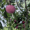 Wild Heather BBQ Plum Sauce