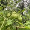 Wild Heather Green Tomato Relish